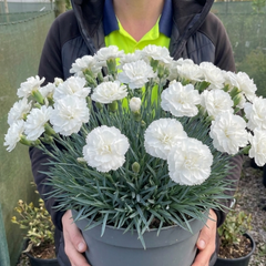 1 Fragrant Cottage Pink Dianthus Memories, Hardy Perennial Summer Flowering Garden Plant, 5L Root Ball