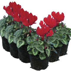 Cyclamen Silver Leaf Scarlet | 3 or 6 1L Pots