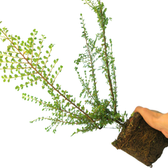 Cotoneaster Horizontalis | 2L Pots