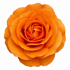 3Ltr Orange Patio Rose Plant, Hardy Bush, Nursery Pots