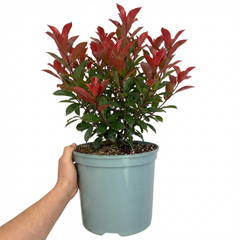 Photinia Louise Plant, Hardy Evergreen Red Leaf Hedge Shrub, Outdoor Garden Ready, 26cm Root Ball