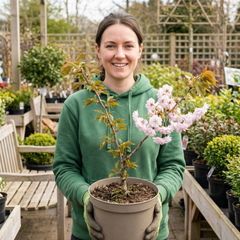 Prunus Kojo No Mai Flowering Hedging Plant, Low Maintenance Garden Ready, Litre Root Ball