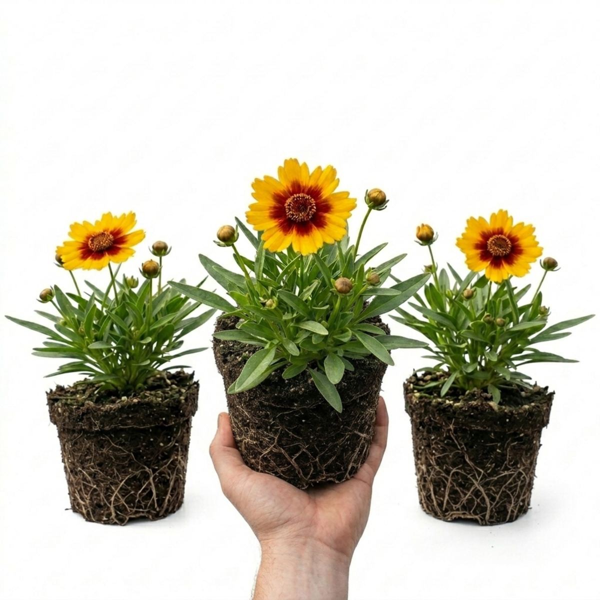 Coreopsis Uptick Gold Bronze Hardy Perennial Plants, Bee Friendly Summer Flowering, 1 Litre Root Ball