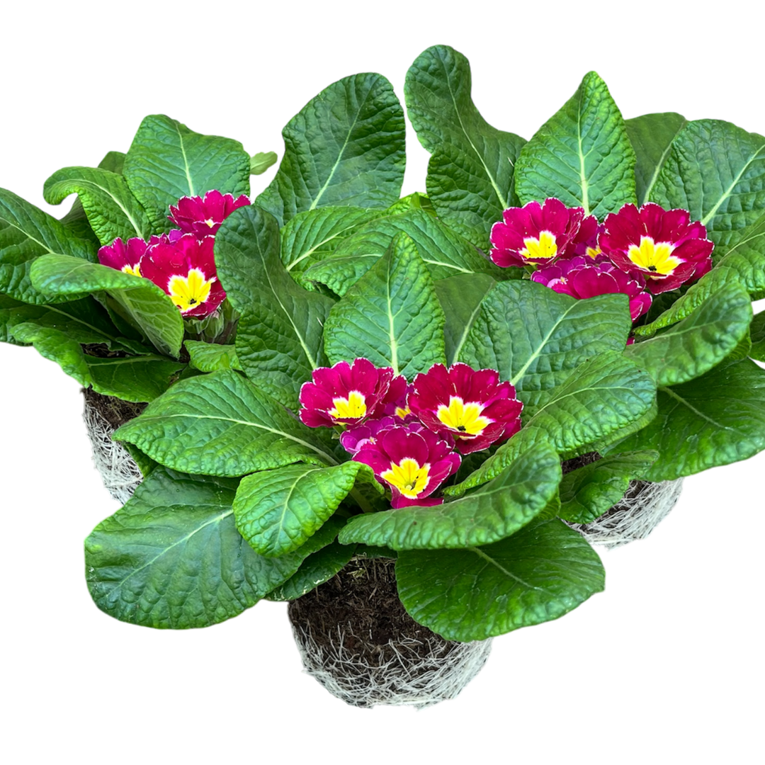 Primrose Purple | 3 or 6 1L Pots
