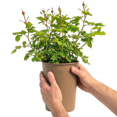 Rose Bush Orange | 3L Pot