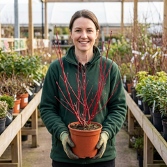 Cornus Alba Sibirica Red Stemmed Dogwood Plant, Winter Hardy Garden Shrub, Litre Root Ball