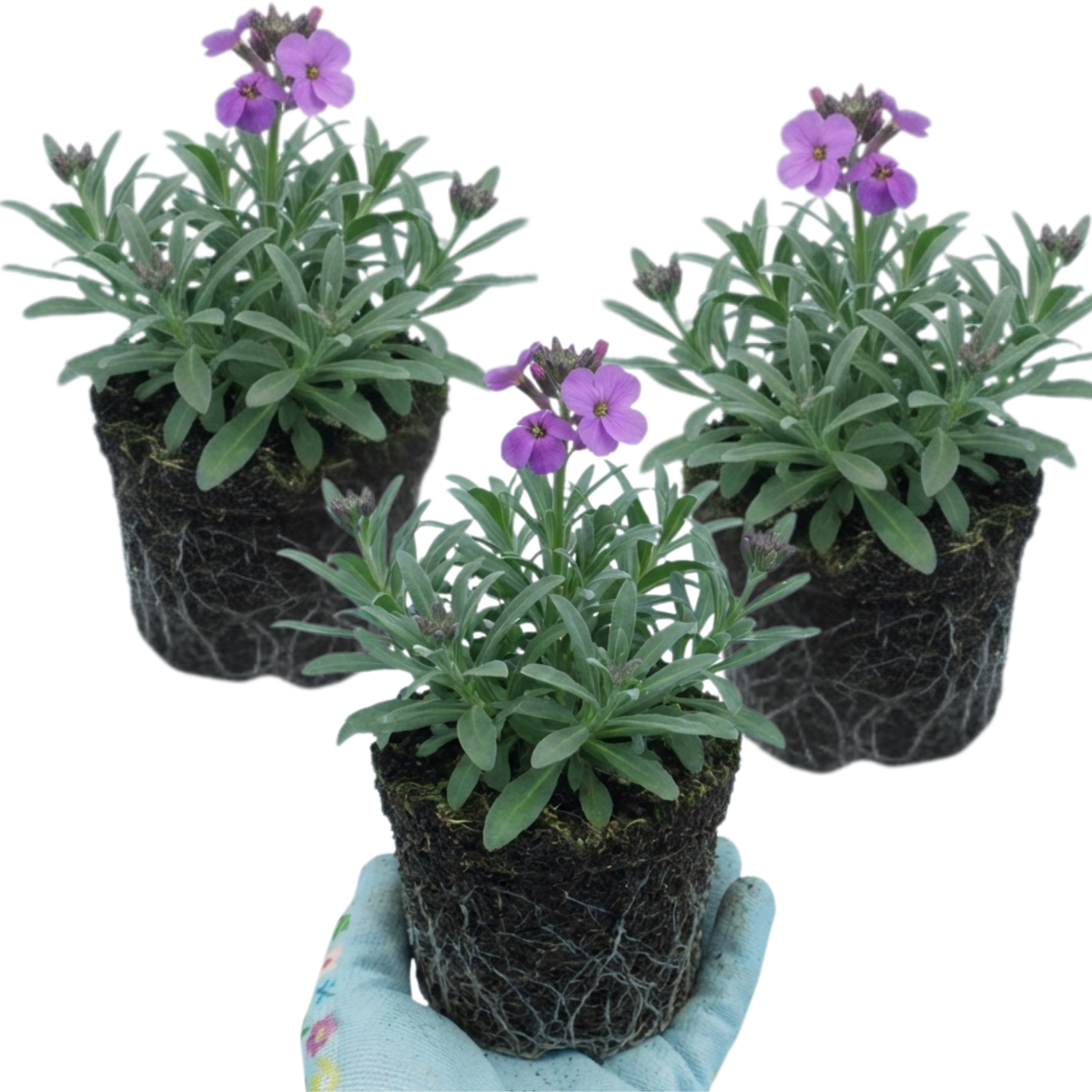 Erysimum Bowles Mauve Evergreen Hardy Perennial Wallflower Plants, Outdoor Garden Ready, 1 Litre / 11cm Root-Ball