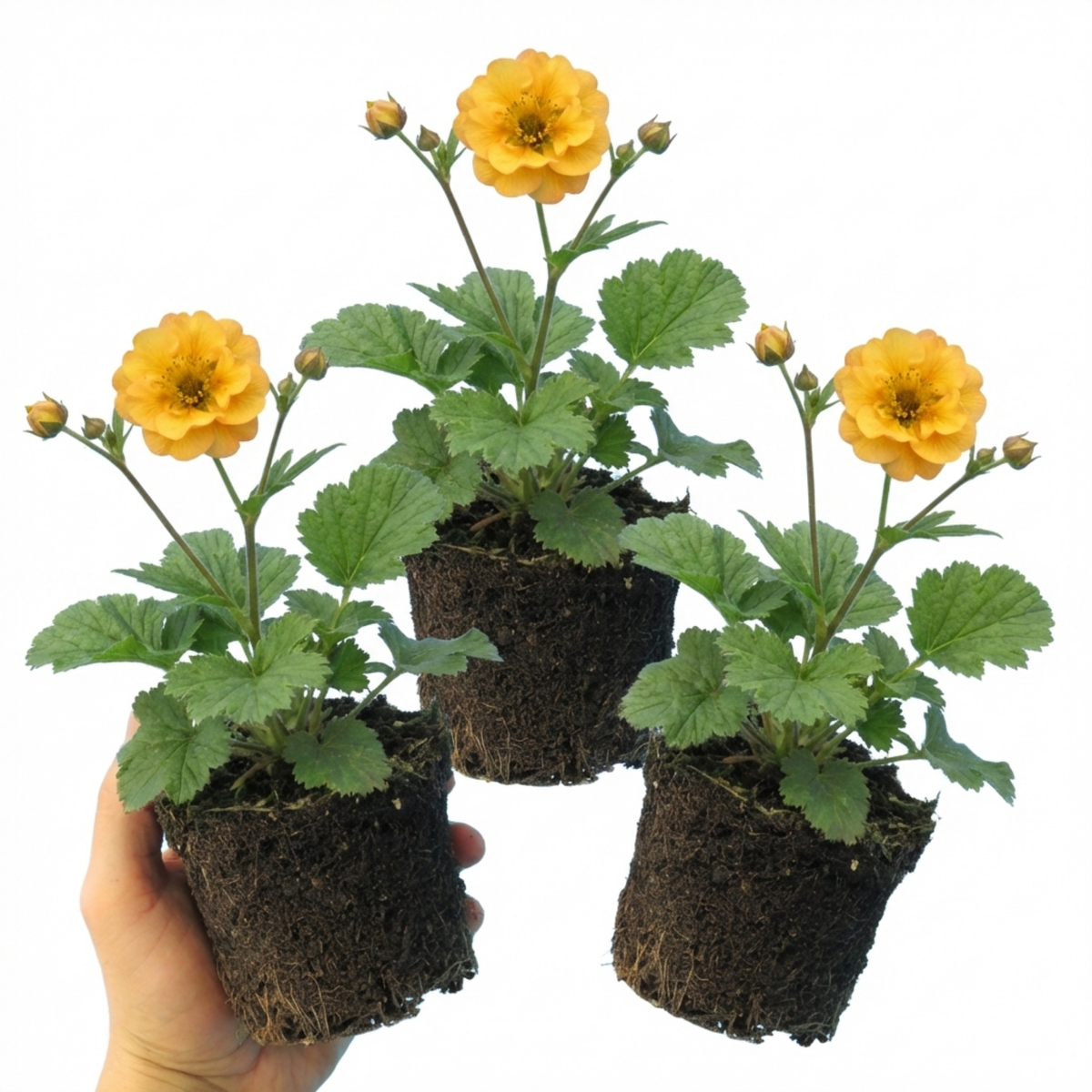 Set of 3 or 6 Geum Lady Stratheden Hardy Perennial Plants, Yellow Summer Flowering, Bee Friendly Cottage Garden Plants, Outdoor Garden Ready, 1 Litre Root-Ball