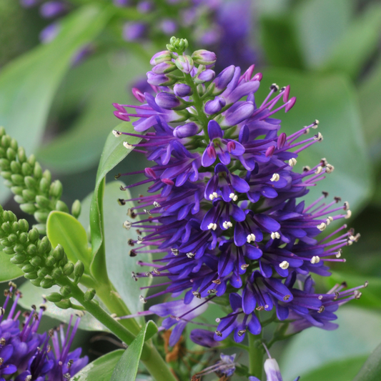 Evergreen Shrub Mix - Euonymus, Choysia, Hebe