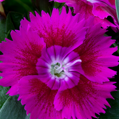 Dianthus Violet | 3 or 6 Plants
