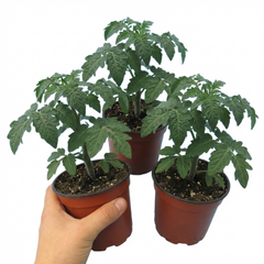 Set of 3 or 6 Large Plants - Tomato Totem Variety, Ready to Plant in Your Garden
