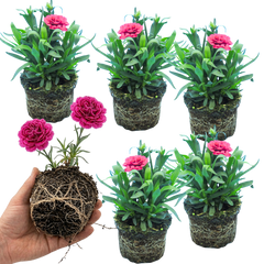 Set of 3 or 6 Large Plants - Dianthus Oscar Purple Wings, Outdoor Garden Ready