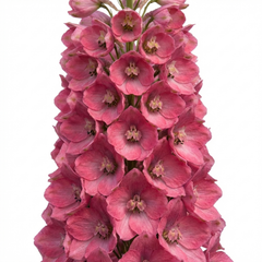 1 Delphinium Pixie Rose Rocket Hardy Perennial Plant, Cottage Garden Summer Flowering, 19cm Root-Ball