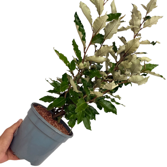 Elaeagnus Crispy