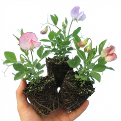 Sweet Pea Little Sweetheart Mix, 10.5 cm