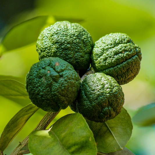 Mini Keffir Lime | 2L Pot