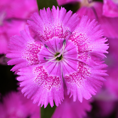 Dianthus Lilac | 3 or 6 Plants