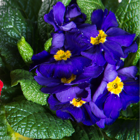 Polyanthus Blue | 3 or 6 1L Pots
