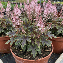 1 Tiarella Pink Skyrocket Plant, Hardy Foam Flower Perennial for Shade Gardens, 2 Litre Root-Ball