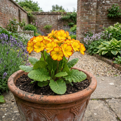 Primula Oakleaf Yellow Picotee Hardy Perennial Plant, Outdoor Garden Ready, 2 Litre Root Ball