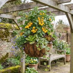 Set of 3 or 6 Large Plants - Tomato Tumbling Tom Yellow, Ready to Plant in Your Garden