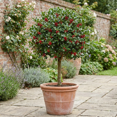 1 Holly Heckenfee Standard Tree – Outdoor Garden Ready, Supplied Fresh in 5L Pot
