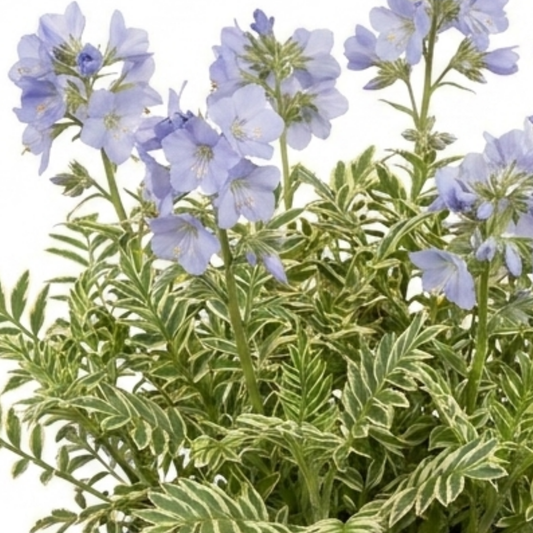 1 Polemonium Touch of Class Jacobs Ladder Plant, Hardy Variegated Cottage Garden Perennial, 3L Root Ball