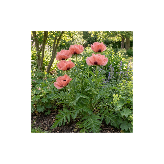 1 Papaver Orientale Waltzing Mathilde, Summer Flowering Hardy Perennial Poppy Plant, 3 Litre Root Ball