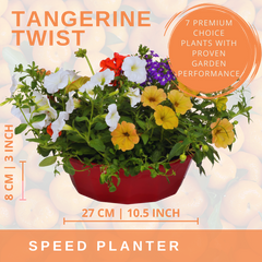 7 Colour Coordinated Plants - Tangerine Twist Theme Speedplanter, Garden Ready