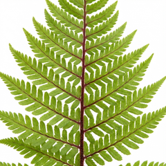 Lady Fern Athyrium Lady in Red Hardy Perennial Plants, Shade Garden Ready, Outdoor Fern, 11cm or 1L Root Ball