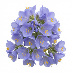 Polemonium Heaven Scent Flowering Plant, Hardy Perennial for Cottage Garden, Bee Friendly, Litre Root Ball