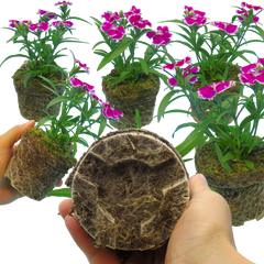 Dianthus Violet Picotee | 3 or 6 Plants