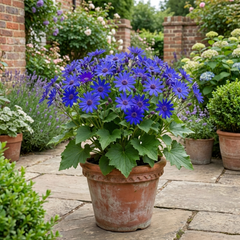 Senetti Deep Blue Pericallis Flowering Plant, Spring & Summer Garden Ready, 6.5 Litre Root-Ball