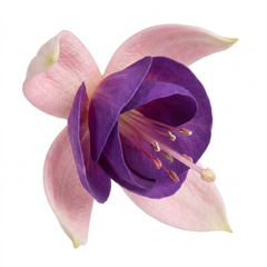 1 Large Plant - Upright Fuchsia Fuchsita Blush & Violet, Outdoor Garden Ready