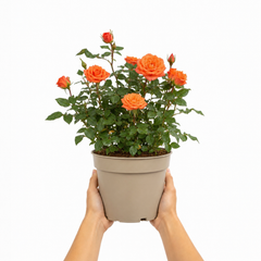 3Ltr Orange Patio Rose Plant, Hardy Bush, Nursery Pots