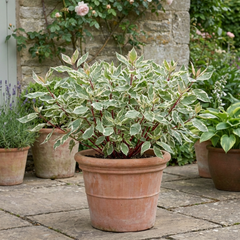 Cornus Alba Elegantissima Variegated Dogwood Shrub, Hardy Garden Ready, Litre Root Ball