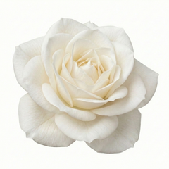 Rose Bush White | 3L Pot
