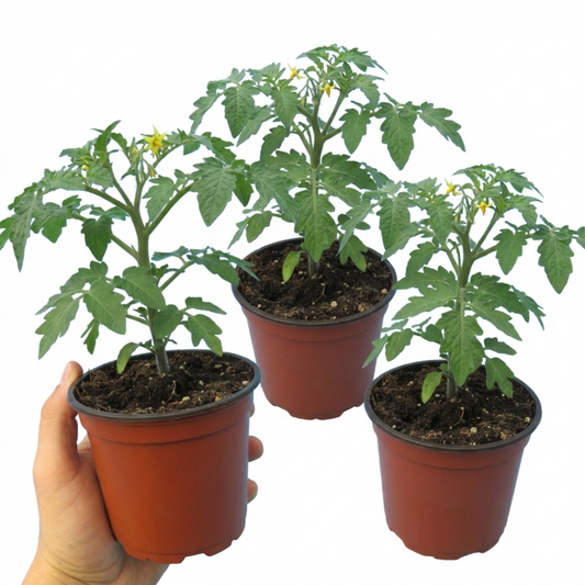 Set of 3 or 6 Large Plants - Tomato Premio Variety, Ready to Plant in Your Garden