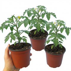 Set of 3 or 6 Large Plants - Tomato Premio Variety, Ready to Plant in Your Garden