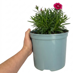 1 Cottage Pink Dianthus Sugar Raspberry, Hardy Summer Flowering Perennial, Garden Ready, 5L Root Ball
