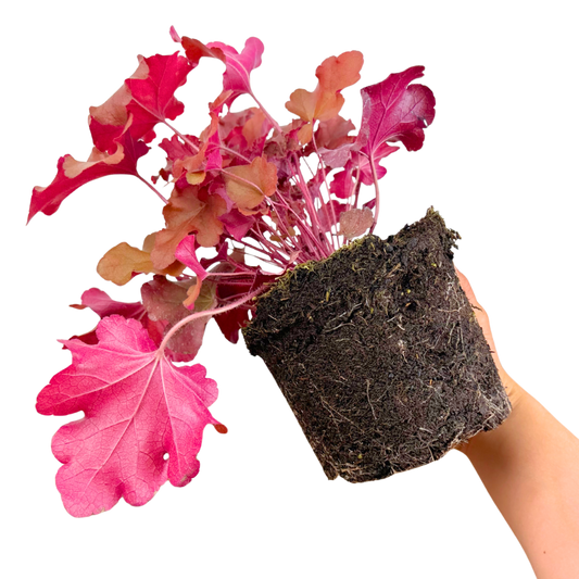 Heuchera Boysenberry