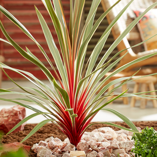 Cordyline Magic Star | 3L Pots