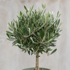 3L Olive Tree Plant, 80-100cm, Mediterranean Nursery Pots