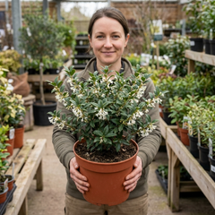 Osmanthus Delavayi Plant, Fragrant Evergreen Shrub, Outdoor Garden Ready, 19cm Root Ball