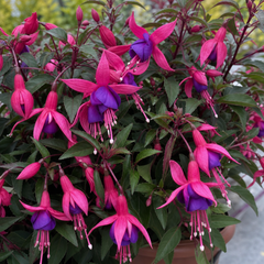 1 Fuchsia Dollar Princess Hardy Perennial Flowering Plant, Outdoor Garden Ready, 3 Litre Root-Ball