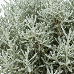 Santolina Chamaecyparissus Cotton Lavender Plant, Drought Tolerant Hardy Evergreen Shrub, 2L Root-Ball