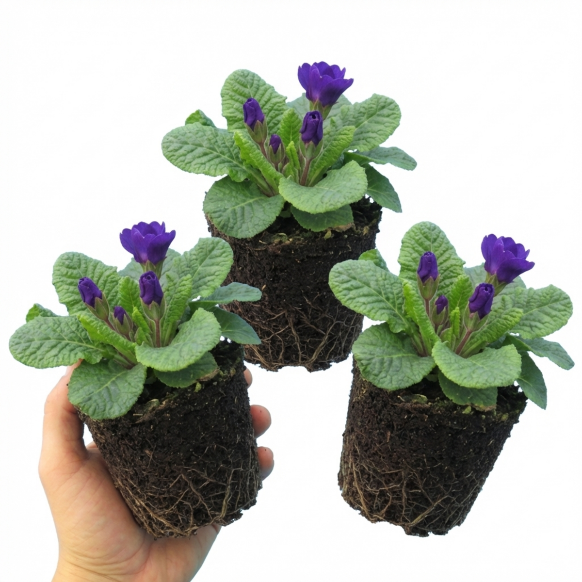 Primula Little Queen Violet Hardy Perennial Plants, Bee Friendly Spring Flowering, Outdoor Garden Ready, 1 Litre Root-Ball