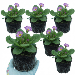 Primrose Queen Lilac Picotee Plants, Hardy Perennial, Spring & Autumn Flowering, Outdoor Garden Ready, 1 Litre Root-Ball