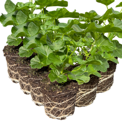 Geranium Tornado Red | 3 or 6 1L Pots