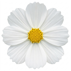 1 Large Plant - Cosmos Apollo White, Ready to Plant in Your Garden, 2L Pot